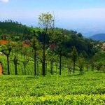 mysoretoursandtravelsootycoorg3